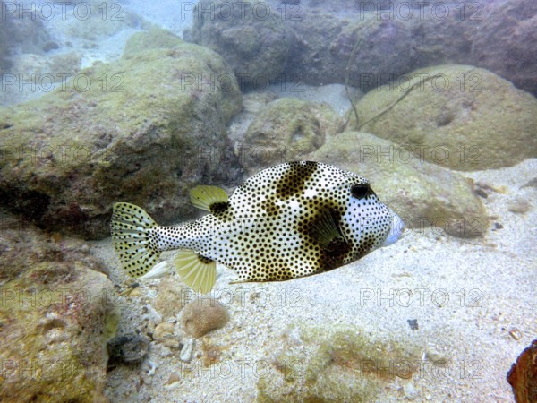 A pufferfish with a speckled pattern, blackspot boxfish (Lactophrys bicaudalis), swims over a sandy