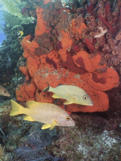 Colourful fish, schoolmaster snapper (Lutjanus apodus), swimming on a vibrant orange sea sponge in