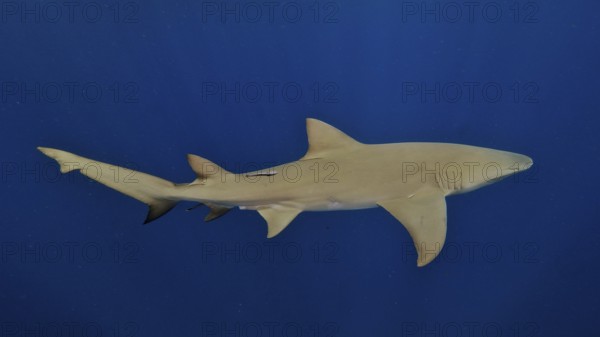 Slender lemon shark (Negaprion brevirostris) swimming in the blue waters of the ocean. Dive site