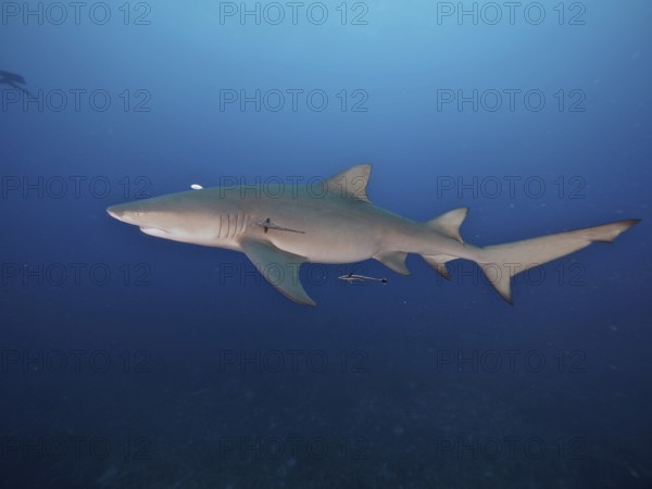 A lemon shark (Negaprion brevirostris) swims freely in the deep blue ocean, accompanied by a small
