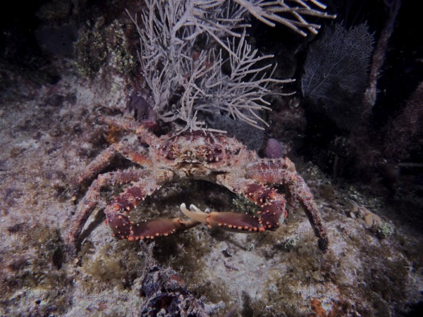 Large crab with distinctive claws and dotted shell, West Indian spider crab (Maguimithrax