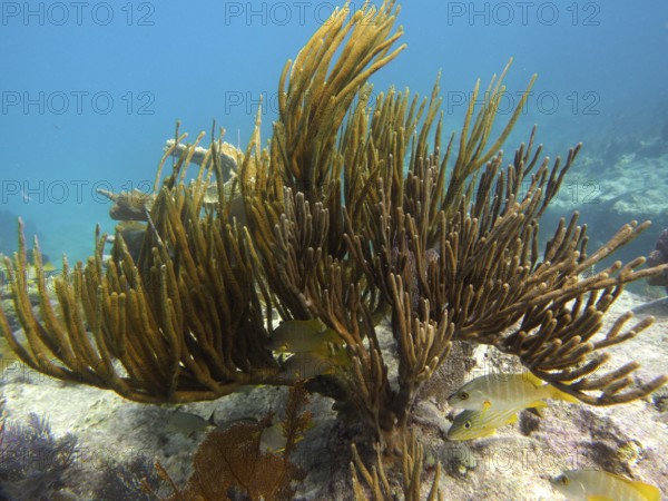 Arched shrub gorgonian (Plexaura flexuosa) with yellow fish in dynamic underwater movement. Dive