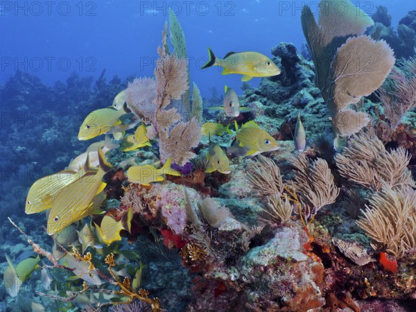 Many yellow bluestriped grunts (Haemulon sciurus) swim through a colourful reef in clear water.