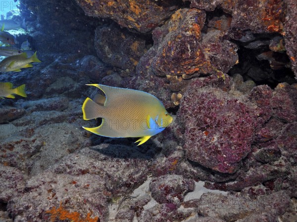 A colourful Bermuda angelfish (Holacanthus bermudensis) with bright blue and yellow colours next to