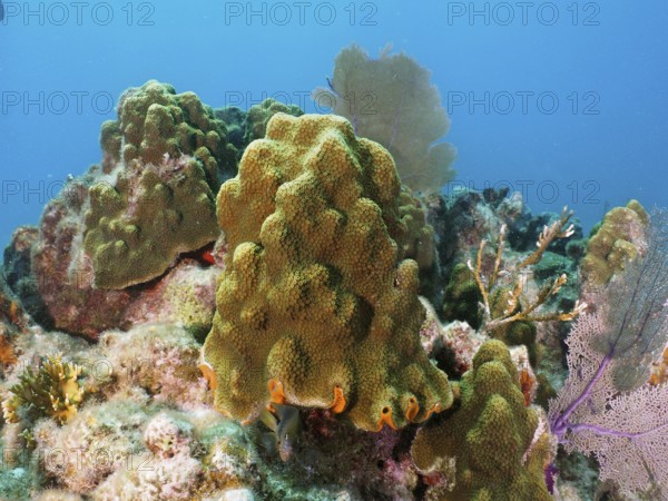 Lively coral landscape with mountain star coral (Orbicella faveolata) in light blue water. Dive