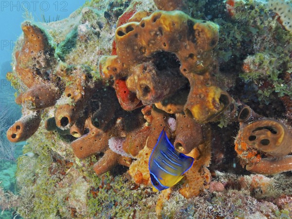 Living sponges, Brown tube sponge (Agelas conifera), with colourful fish inhabiting the reefs. Dive