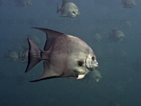 A grey Atlantic spadefish (Chaetodipterus faber) swims in a dark blue ocean. Dive site Amber Jack,