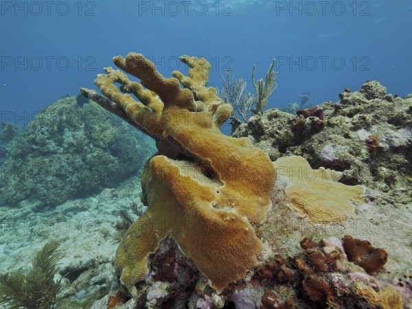 A yellowish elkhorn coral (Acropora palmata) rises from a rocky reef. Dive site John Pennekamp