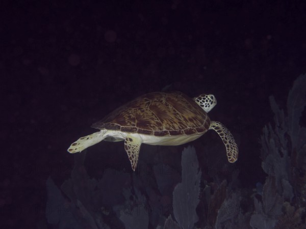 A Hawksbill sea turtle (Eretmochelys imbricata imbricata) swims in a dark marine environment. Dive