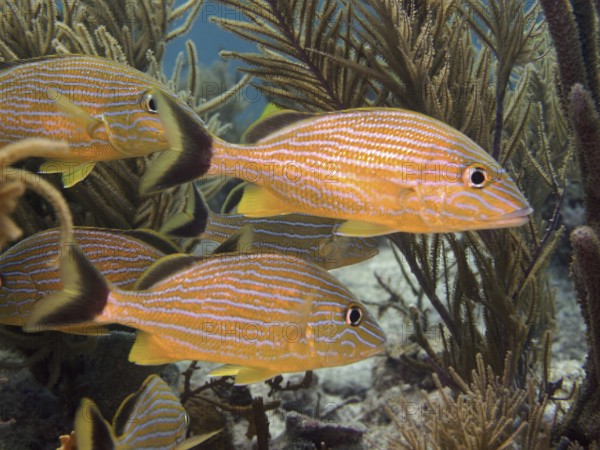Group of bluestriped grunts (Haemulon sciurus) swimming calmly through corals. Dive site John