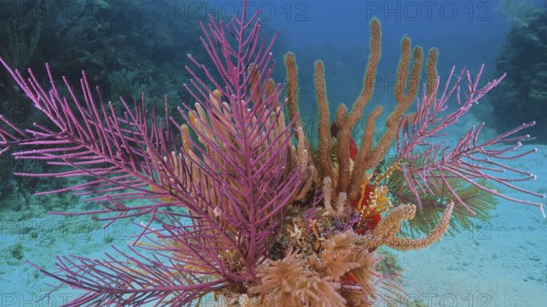 Lively, colourful coral formation with American gorgonian (Antillogorgia americana) under water