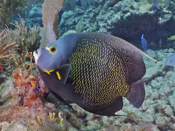 A magnificent French angelfish (Pomacanthus paru) in the colourful coral reef. Dive site John