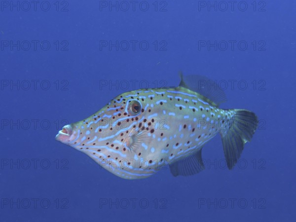 A spotted fish with unique patterns, script filefish (Aluterus scriptus), swims in the deep blue