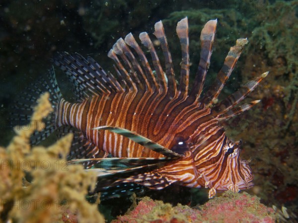 A Pacific red lionfish (Pterois volitans) with distinctive stripes, invasive species, swimming