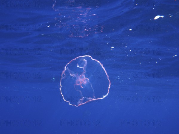 A translucent pink moon jellyfish (Aurelia aurita) floats close to the surface. Dive site John