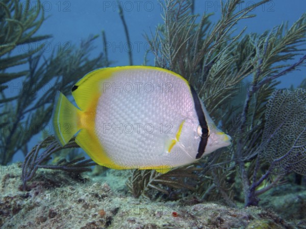 A yellow fish with black markings, Spotfin butterflyfish (Chaetodon ocellatus), swims past soft