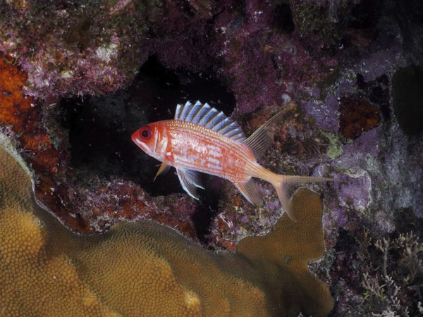 A red longspine hussar (Holocentrus rufus) swims in a coral reef full of colours and shapes. Dive