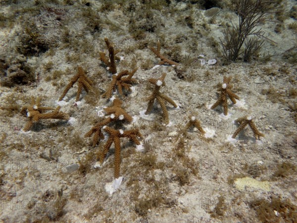 Coral cultivation. Young coral plants are anchored to the seabed and grow underwater. Staghorn