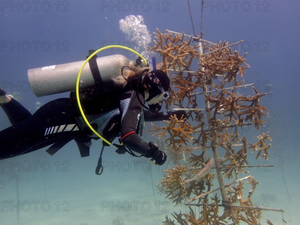 Coral cultivation. A diver works on planting corals underwater in the ocean. The aim is to grow