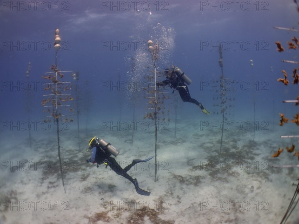 Coral cultivation. Two divers work on planting corals underwater in the ocean. The aim is to grow