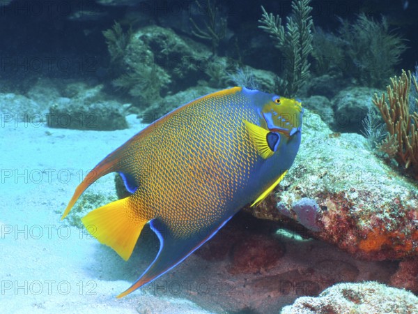 Elegant kingfish, queen angelfish (Holacanthus ciliaris), with bright colours glides over the sandy