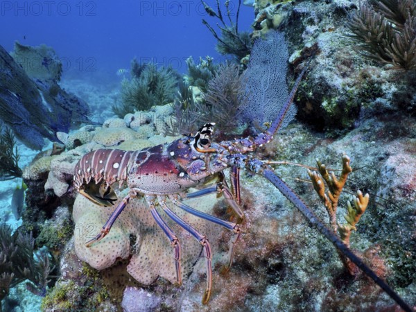 Lobster with colourful carapace, Caribbean crayfish (Panulirus argus), among corals in the blue sea