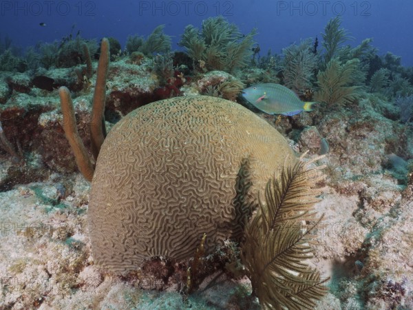 Large brain coral, brain coral (Diploria labyrinthiformis), with a blue fish in a colourful