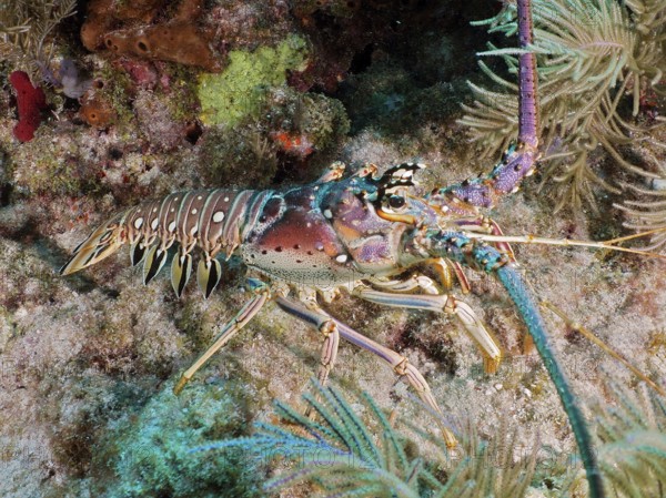 Colourful Caribbean langoustine (Panulirus argus) with long antennae crawls over coral bottom. Dive