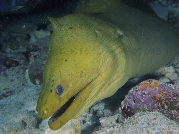 A Green moray (Gymnothorax funebris) can be seen between the rocks. Dive site John Pennekamp Coral