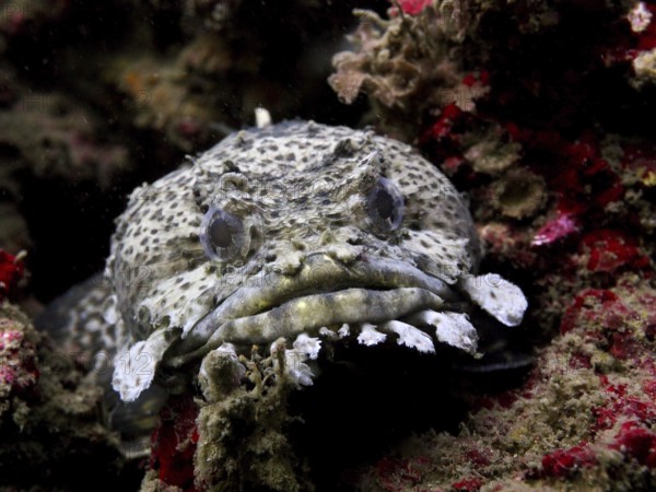 A spotted fish Gulf toadfish (Opsanus beta) between rocks. Dive site Anna's Reef, Destin,