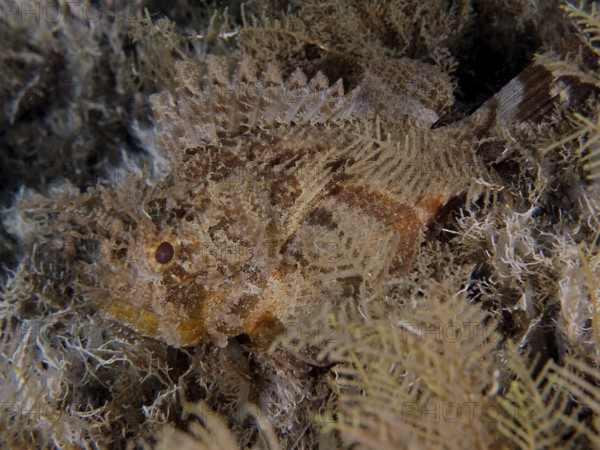 A Feathered Black scorpionfish (Scorpaena grandicornis), Scorpaena, hides in the brown seagrass.