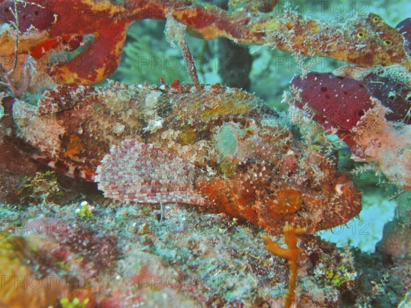 A perfectly camouflaged stonefish Banded scorpionfish (Scorpaena plumieri) in its environment. Dive