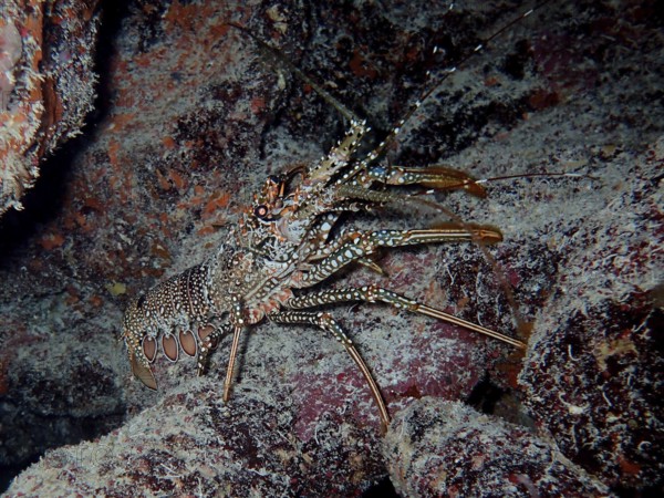 A camouflaged spotted crayfish (Panulirus guttatus) between rocks in the underwater habitat. Dive