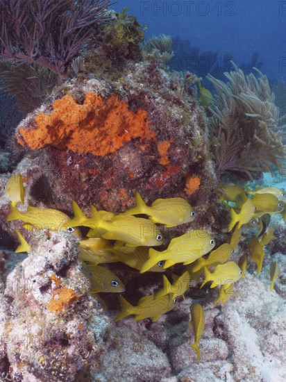 Yellow French grunts (Haemulon flavolineatum) swim around a coral reef in clear water. Dive site