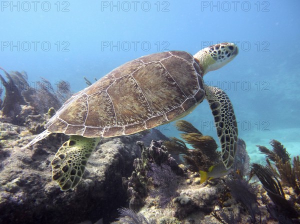 A Hawksbill sea turtle (Eretmochelys imbricata imbricata) swims over a coral reef. Dive site John