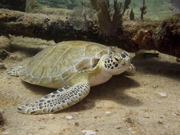 A Hawksbill sea turtle (Eretmochelys imbricata imbricata) rests on the sandy seabed next to corals