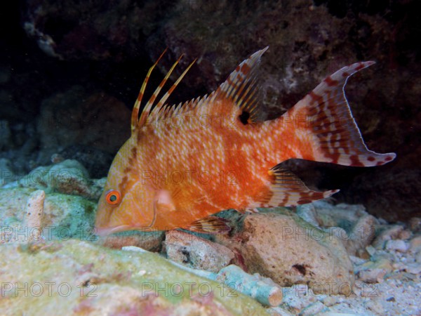 An orange fish with distinctive spines, boar wrasse (Lachnolaimus maximus), swims on the seabed.