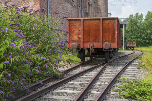 Blooming summer lilacs next to a railway carriage, LWL Museum, former mine, Hanover Colliery,