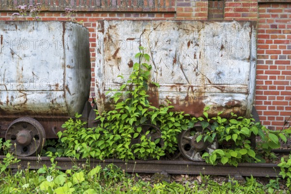 Plants in front of the wagon, coal wagon, railway wagon, LWL Museum, former mine, Hanover colliery,