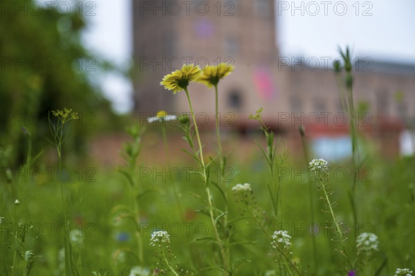 Blooming meadow in front of Malakow tower and engine house, LWL Museum, former mine, Hanover