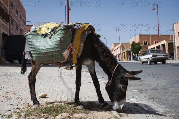 A laden donkey stands on the sidewalk in a Berber town, Morocco