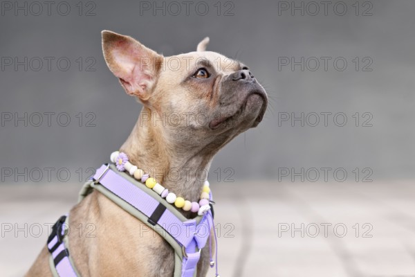 Portrait of blue fawn French Bulldog with long healthy nose wearing a dog harness and EM ceramics