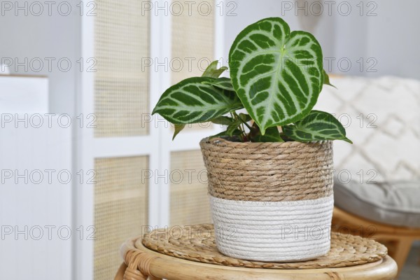 Small potted exotic 'Silver Blush Anthurium Crystallinum' houseplant with beautiful lace pattern on
