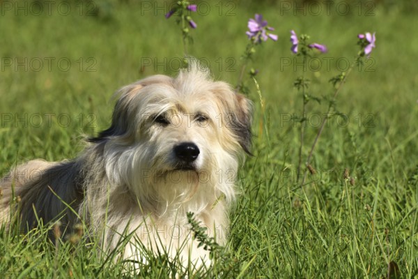 Portrait of a light-coloured mixed-breed dog with long fur from animal welfare lying in a meadow