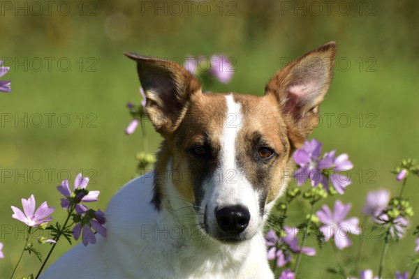 Portrait of a pied mixed-breed dog with short fur and very large ears from animal welfare in front