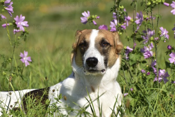 Portrait of a pied mixed-breed dog with short fur from animal welfare in front of a background of