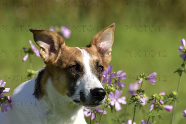 Portrait of a pied mixed-breed dog with short fur and very large ears from animal welfare in front
