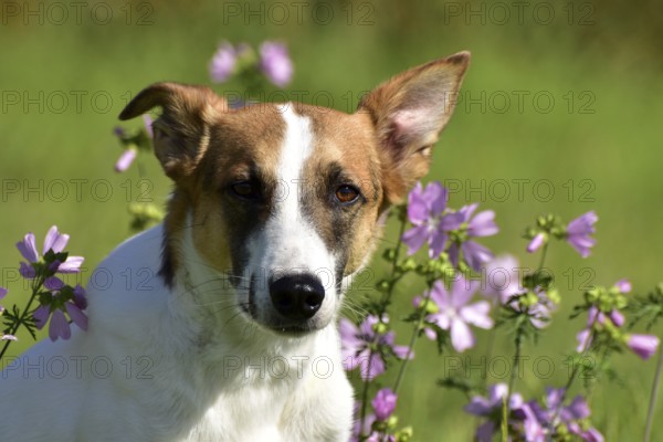 Portrait of a pied mixed-breed dog with short fur and very large ears from animal welfare in front