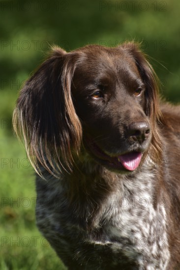 Portrait of a male dog of the Small Munsterlander breed against a green background,