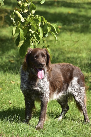 Portrait of a male dog of the Small Munsterlander breed against a green background,